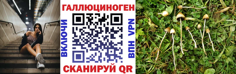 Галлюциногенные грибы Psilocybine cubensis  хочу   Кемерово 